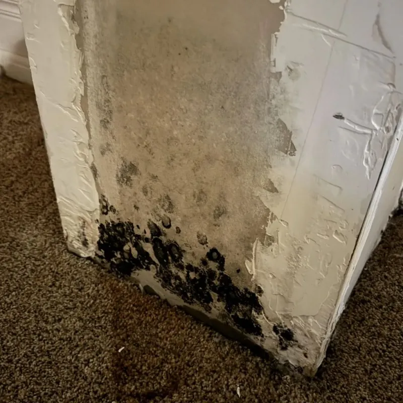 Professional Mold Removal in Carterville, IL